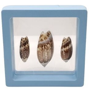 Decorative Shell Display in Blue Frame 2.75x2.75
